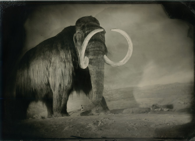 04-wolly-mammoth-670